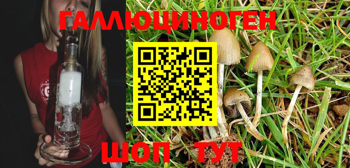 Галлюциногенные грибы Psilocybe Норильск